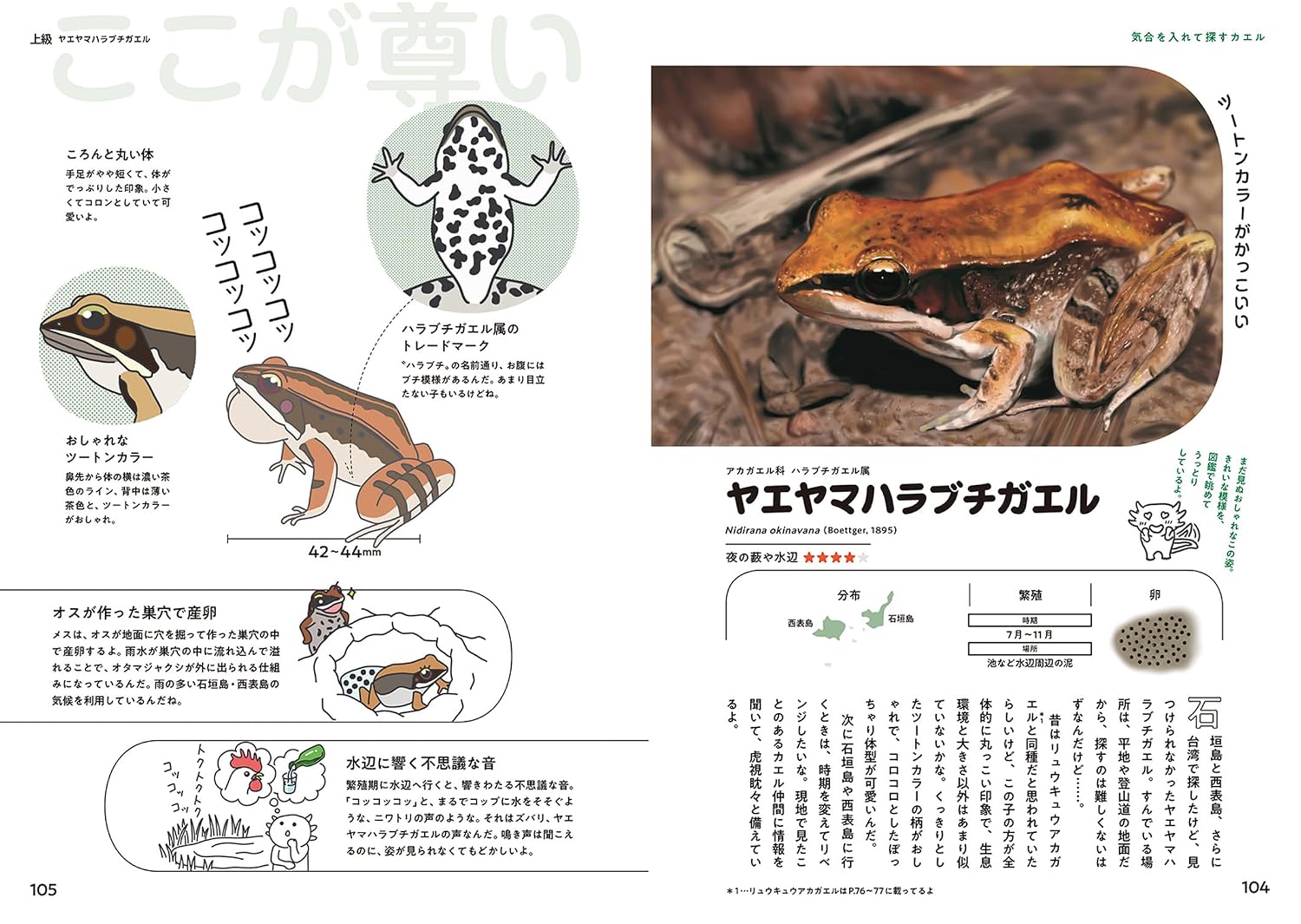 日本のカエル48 偏愛図鑑: 東大生・さこの君のフィールドノート