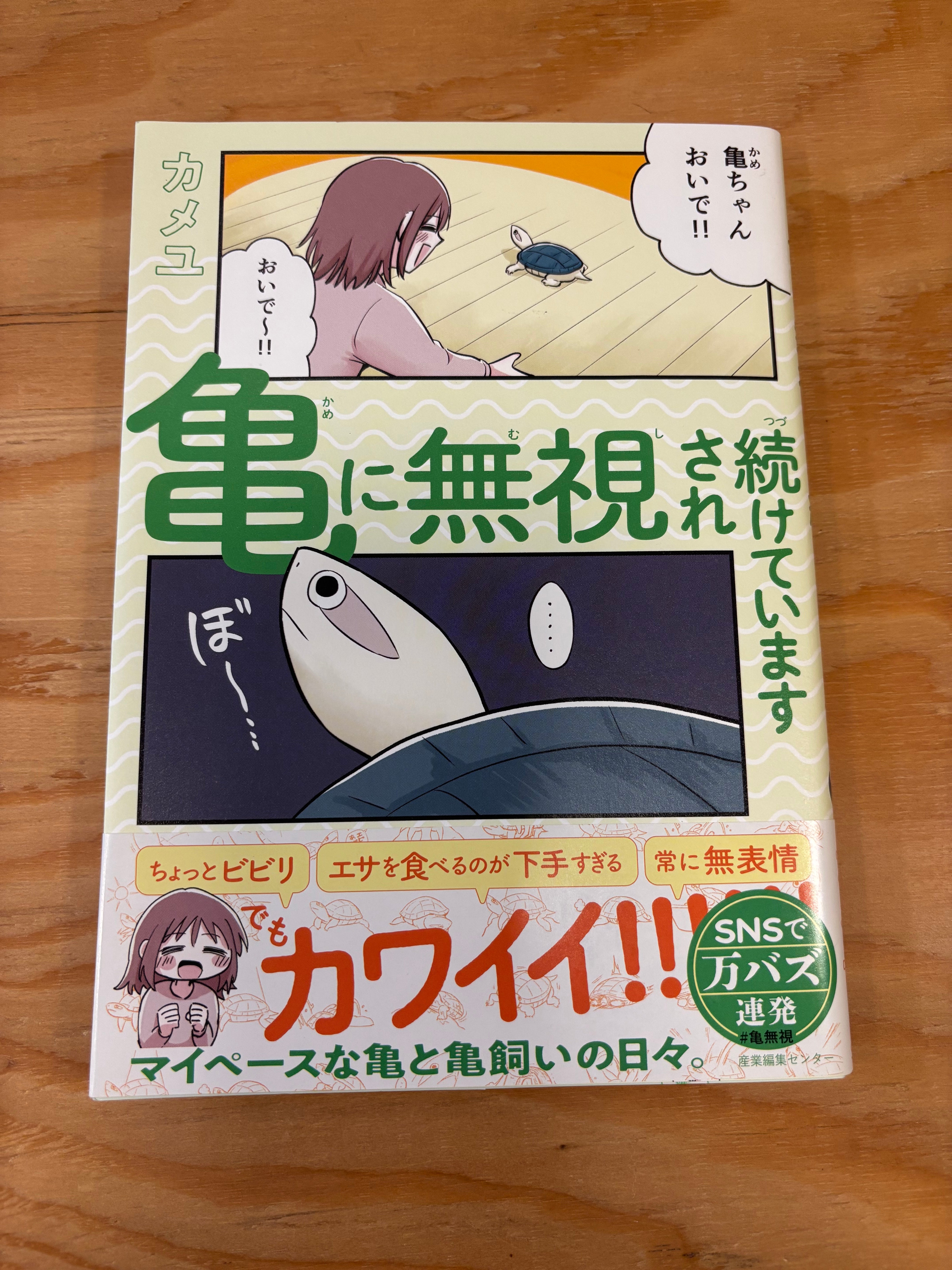 亀に無視され続けています